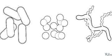batterio Disegni Da Colorare Stampabili